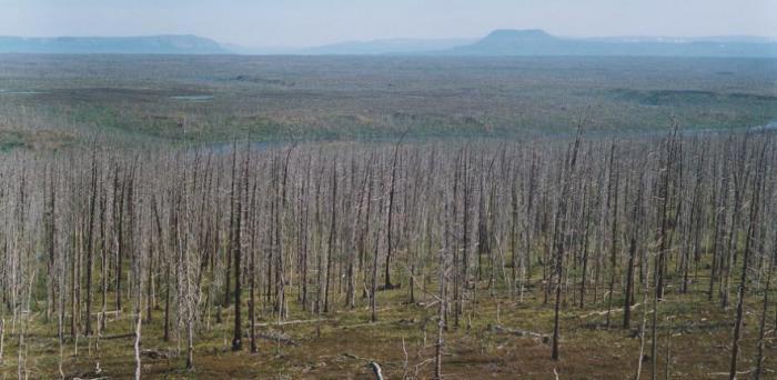   Forest decline east of Norilsk  Credit: Dr Alexander Kirdyanov