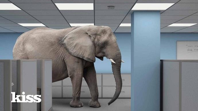 An elephant in a room that looks recognisably like an office