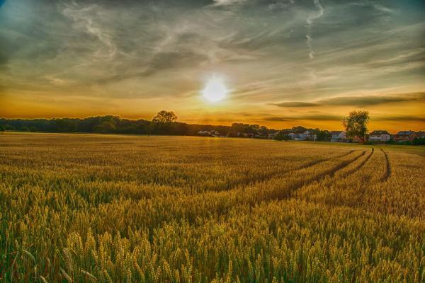 sun setting over a wheat field