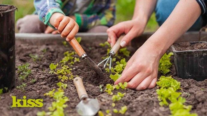 Two pairs of hands planting seedlings in soil