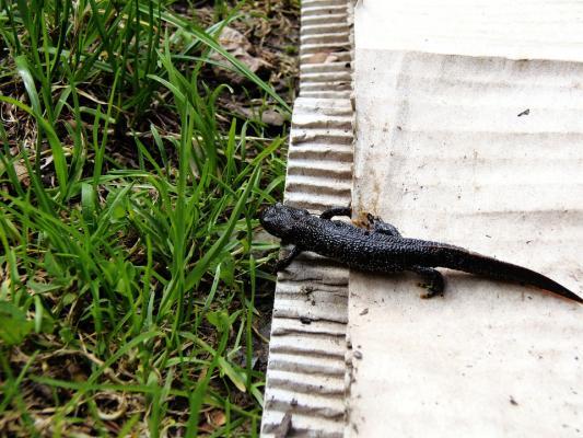 great crested newt