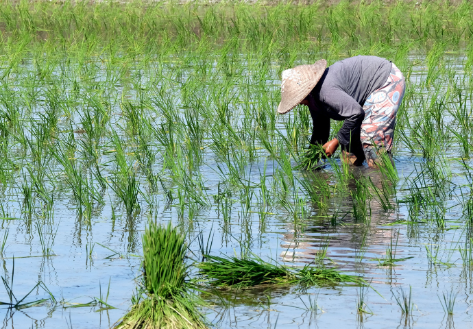 woman in a rice field 