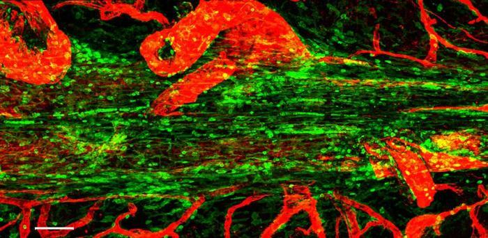   Confocal micrograph showing the superior saggital sinus in the mouse. Immune cells are shown in green lining this tube, and blood vessels in red  Credit: Zach Fitzpatrick
