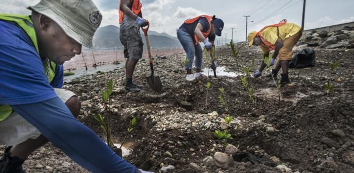   Mangroves from the nursery at the University of the West Indies at Port Royal are being planted at the bay opposite Kingston.  Credit: United Nations Environment Programme