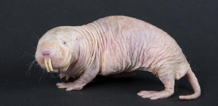   Naked mole rat  Credit: Meghan Murphy, Smithsonian’s National Zoo, on Flickr