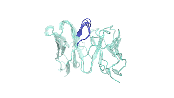 Structural model showing 7 functional GPCR binders. CDRH3 domains highlighted (dark blue).