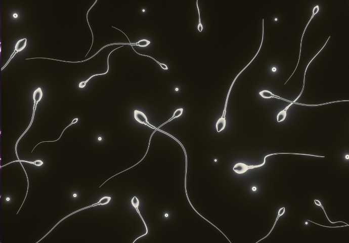 sperm under microscope 