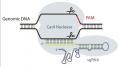  llustration of Cas9 nuclease programmed by the sgRNA complex cutting both strands of genomic DNA 5' of the PAM