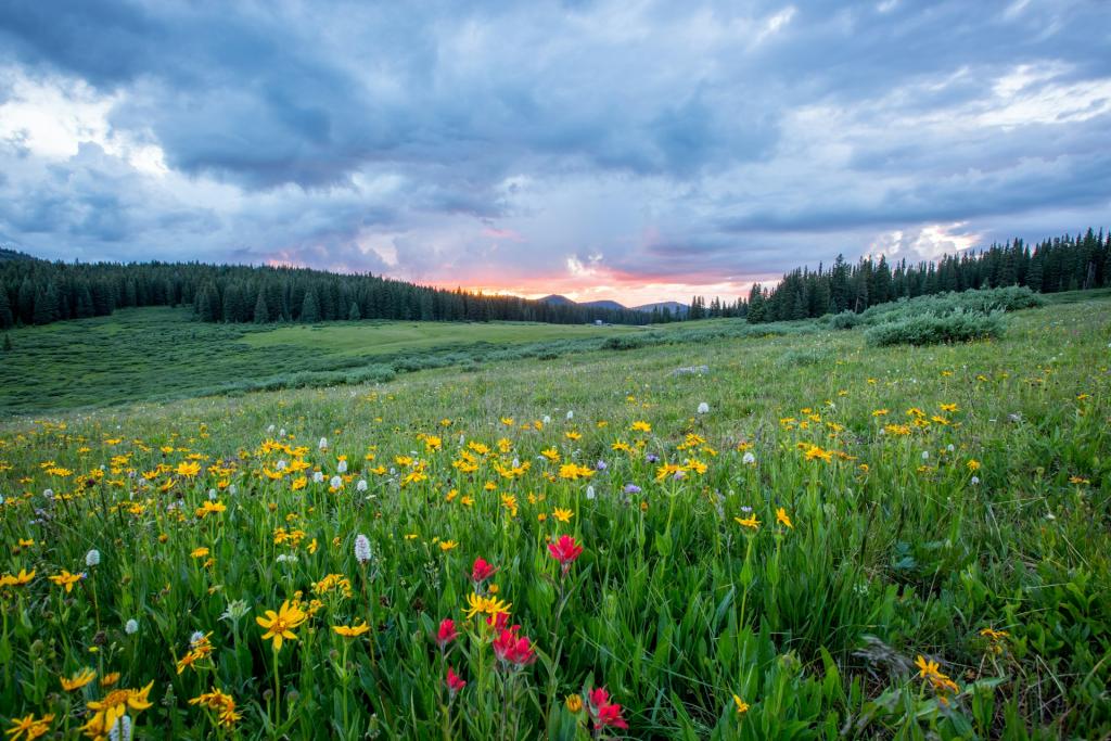 Wildflowers growing in a field in a blaze of colour